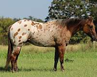 performance-appaloosa-horse