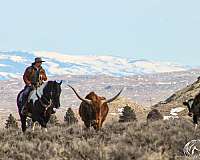 athletic-draft-horse