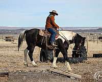 driving-draft-horse