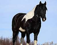 parade-draft-horse