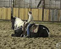 performance-draft-horse