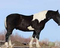 ranch-work-draft-horse