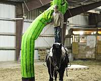 trail-riding-draft-horse