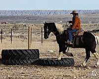 western-riding-draft-horse