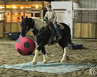 working-cattle-draft-horse