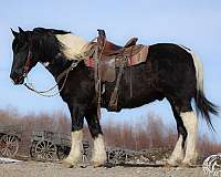 show-draft-horse