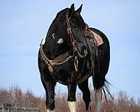 trail-draft-horse