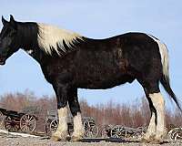 black-draft-gelding