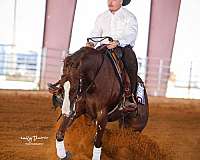 husband-safe-quarter-horse