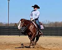 reining-quarter-horse