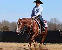 roping-quarter-horse