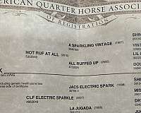 show-hack-quarter-horse