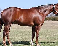 show-quarter-horse