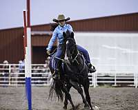 ranch-versatility-quarter-horse