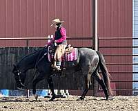 ranch-work-quarter-horse