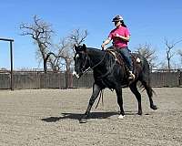 roping-quarter-horse