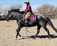 show-quarter-horse