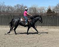 trail-riding-quarter-horse