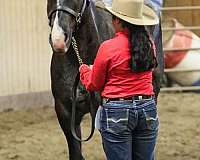 working-cattle-quarter-horse