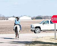 driving-draft-horse