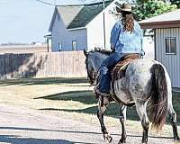 flashy-draft-horse