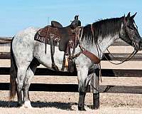 athletic-draft-horse