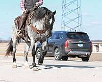 husband-safe-draft-horse