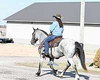 parade-draft-horse