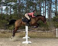 equitation-ring-horse