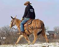 ranch-work-quarter-horse