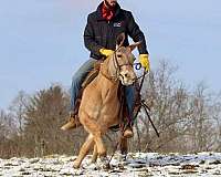 beginner-safe-quarter-horse