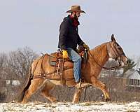 family-horse-quarter