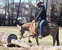 all-around-quarter-horse