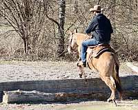 beginner-quarter-horse