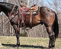 blue-roan-none-horse