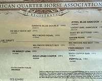 quarter-horse