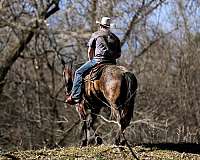 ranch-work-quarter-horse