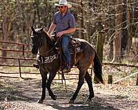 beginner-safe-quarter-horse