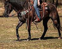 trail-quarter-horse