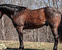 athletic-quarter-horse