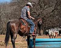 flashy-quarter-horse