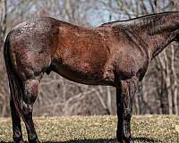 husband-safe-quarter-horse