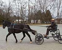 bath-percheron-horse