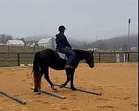 consignment-percheron-horse