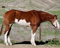 ranch-work-quarter-horse