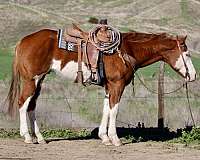 all-around-quarter-horse