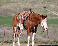 trail-quarter-horse