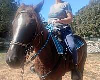 brown-kentucky-mountain-gelding