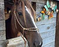 brown-gelding-for-sale