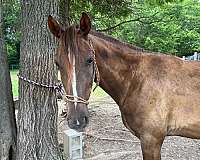 14-hand-kentucky-mountain-gelding